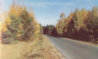 Унечский лес осенью. Фото В. С. Штанько из книги "Тихая моя родина"