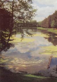 Старое озеро. Фото из книги  В. С. Штанько "Тихая моя родина".
