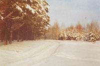 Унечский лес зимой. Фото В. С. Штанько из книги "Тихая моя родина"